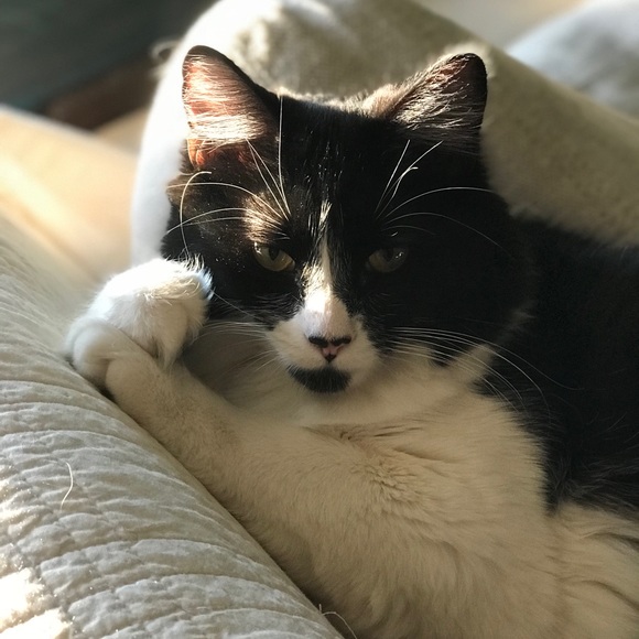 Meet your Posher, Melissa - Picture 1 of 1